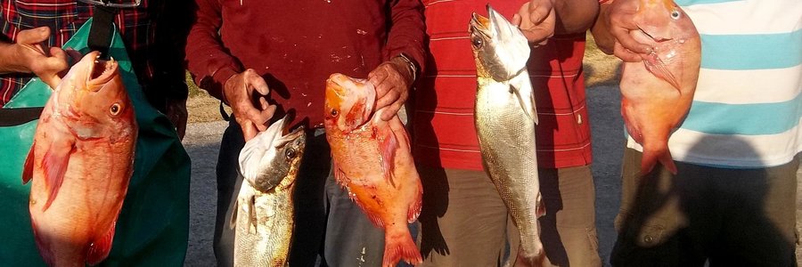 Gansbaai Seemeeu Hengelrubriek Probleme